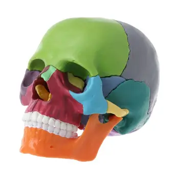  15 шт./компл. В разобранном виде Цветная анатомическая модель черепа Съемный медицинский обучающий