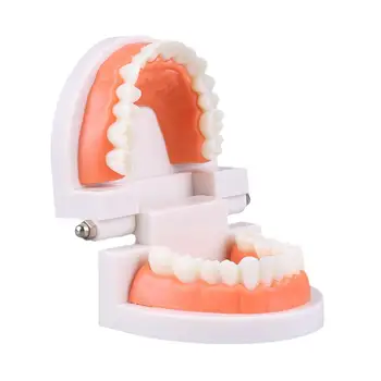  Стандартная обучающая Стоматологическая модель Зубов Обучающая Модель Зубов The Of Structure Стоматолог На Демонстрационном Инструменте Образовательное исследование B3y3