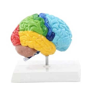  Правое полушарие мозга, модель человеческого тела 1: 1 Для обучения студентов, модель сборки для учебы